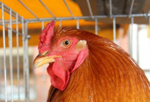 Ceny żywca drobiowego