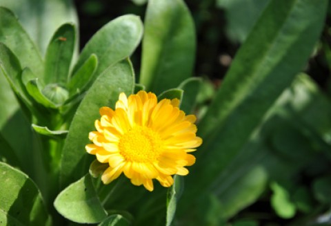 Jubileusz Instytutu Ochrony Roślin - PIB