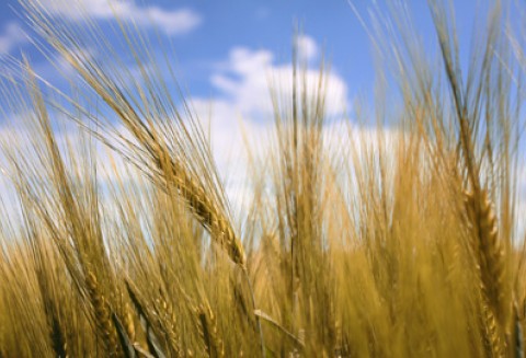 Zrównoważone stosowanie środków ochrony roślin i integrowana ochrony roślin