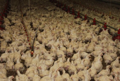 Rosja – Wzrost produkcji drobiu