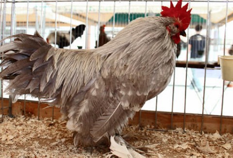 Wzrost eksportu unijnego drobiu