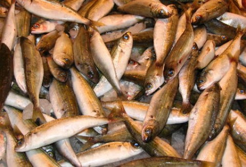 Posiedzenie Rady Ministrów Unii Europejskiej ds. Rolnictwa i Rybołówstwa w Luksemburgu