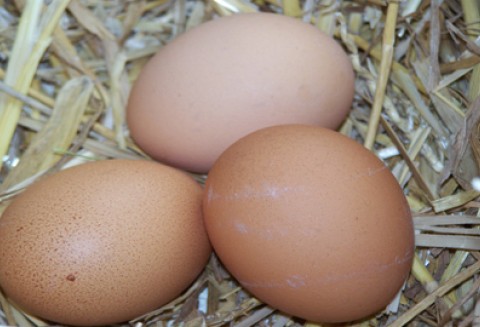 Sprzedaż jaj z chowu klatkowego po 2011 roku