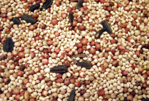 Polska przed unijnym Trybunałem za ustawę o nasionach