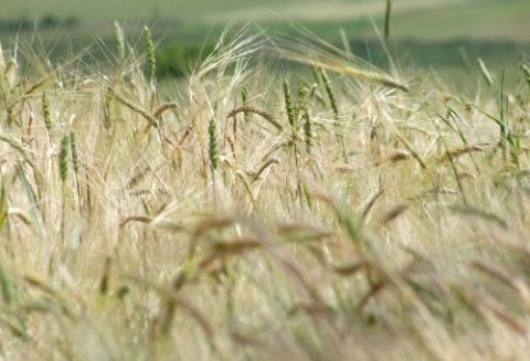 Ceny zbóż w krajowych punktach skupu