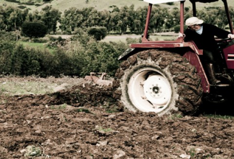 Zatrudnianie cudzoziemców przy pracach sezonowych w rolnictwie