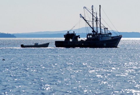 Kwota połowowa szprota