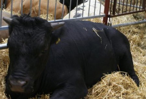 USA – Spadek eksportu wołowiny