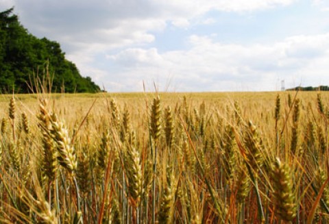 Trwa nabór wniosków o przyznanie premii młodym rolnikom. W tym roku na taką pomoc ARiMR ma 500 milionów zł.