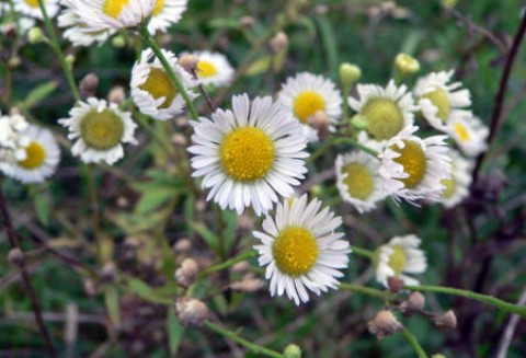 Rumianek pospolity (Matricaria chamomilla L.)