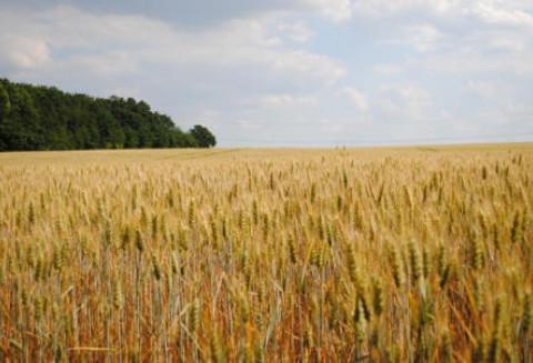 Ziarna do zasiewu pilnie poszukiwane, a zboże drogie