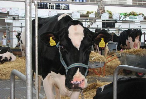 USA – Spadek produkcji mleka