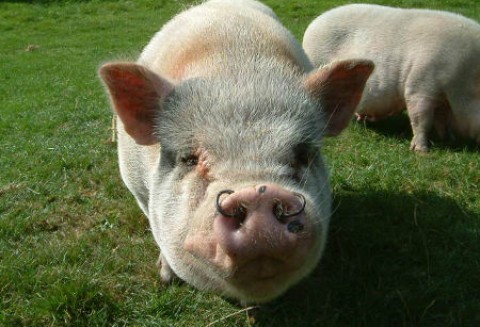 Dopłaty do prywatnego przechowywania wieprzowiny