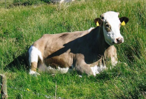 Został podwyższony wiek zwierząt poddanych testom na BSE