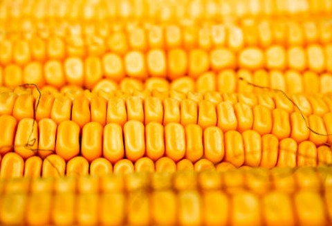 Węgry – Zbiory kukurydzy mogą wynieść 8,1 mln ton
